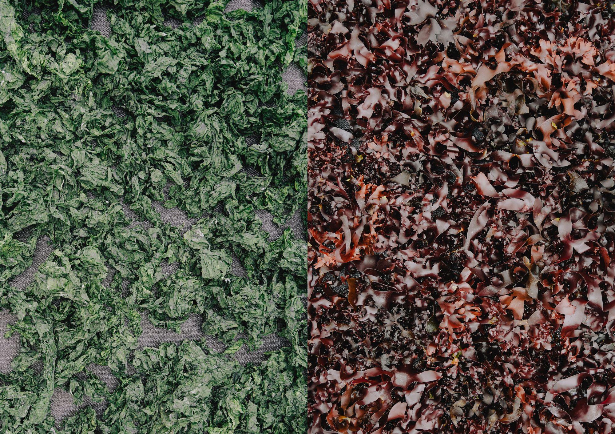 Seaweed Becomings