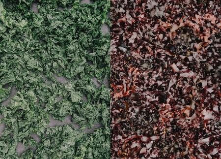 Seaweed Becomings